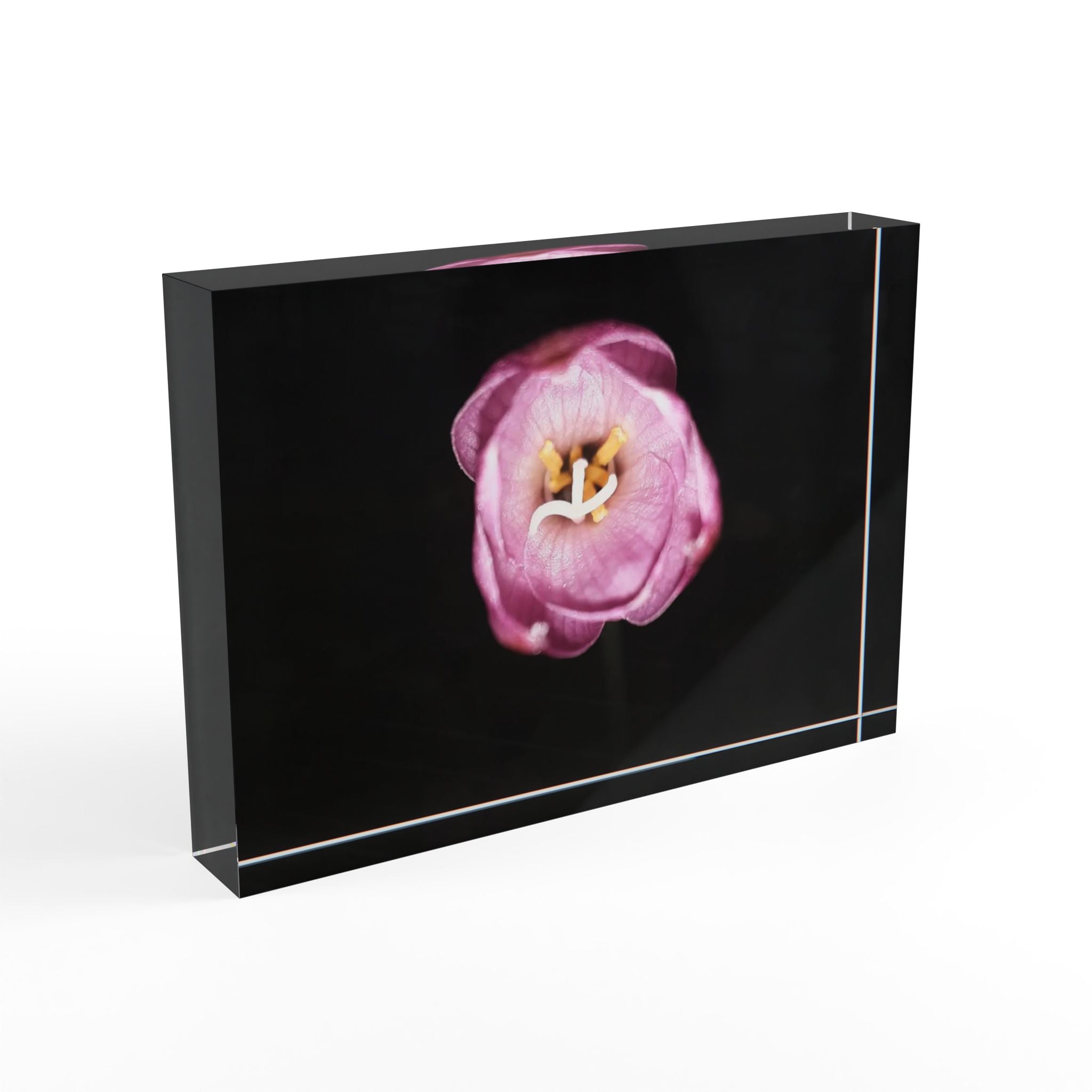 Photo Block - Pink Tulip Minimalist Wall Art (Floral Photography Home Decor)
