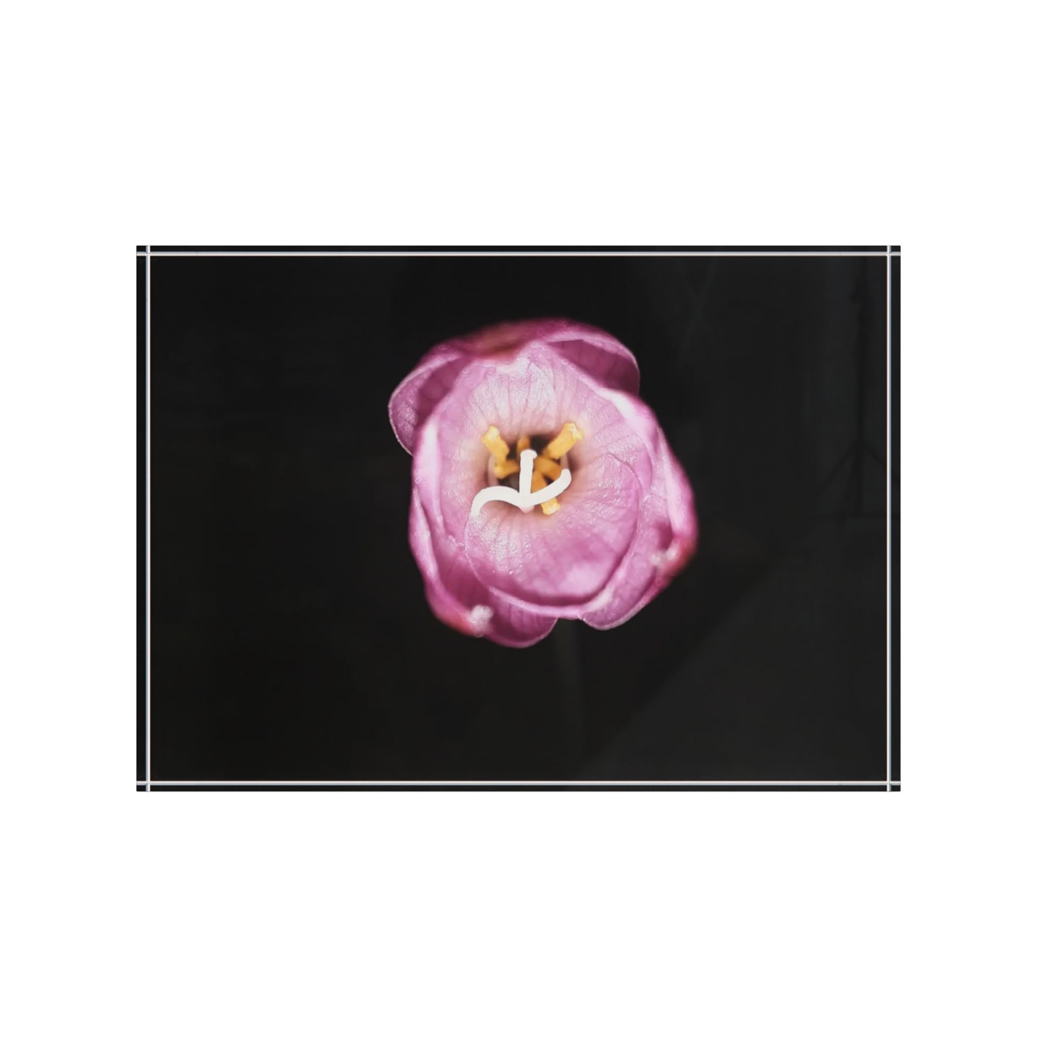 Photo Block - Pink Tulip Minimalist Wall Art (Floral Photography Home Decor)